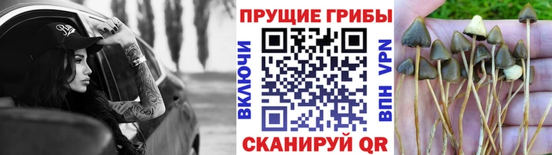 Псилоцибиновые грибы Psilocybe  наркотики  Куса 